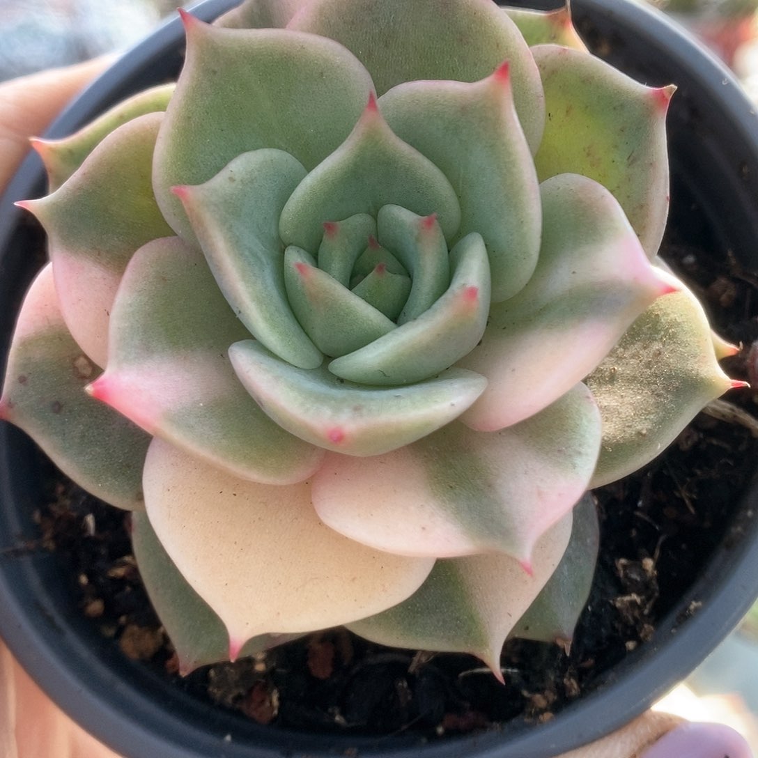 022哈哈哈哈哈哈哈哈