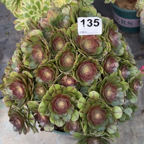 135万拉丝朵朵35厘米左右