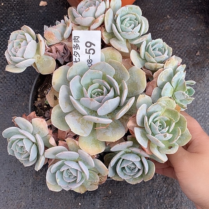 小七夕多肉鲁氏石莲59微瑕特
