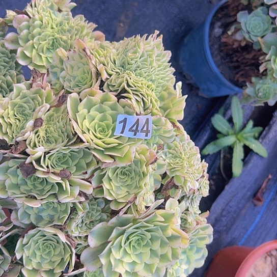 芳****多肉植物一个绿豆沙追