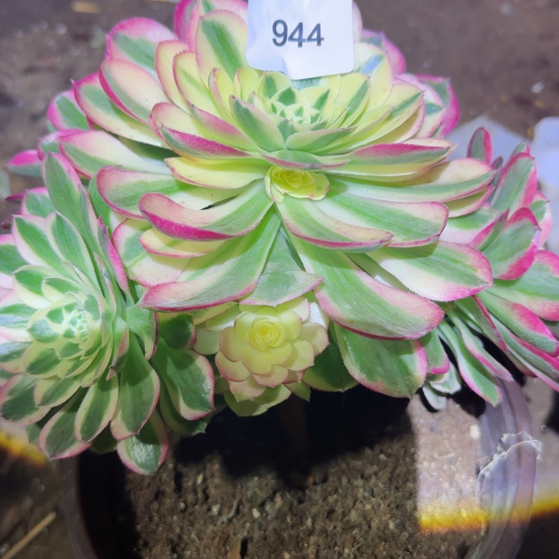 海鲜法师多肉944