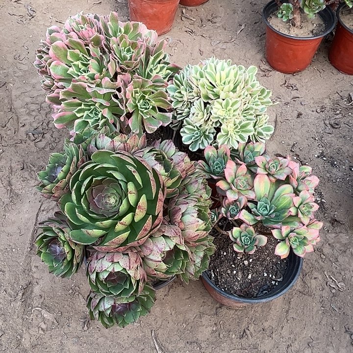 785多肉植物瑕疵特价，