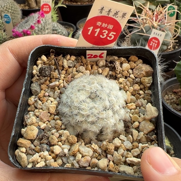 自根降落伞白星3.5cm