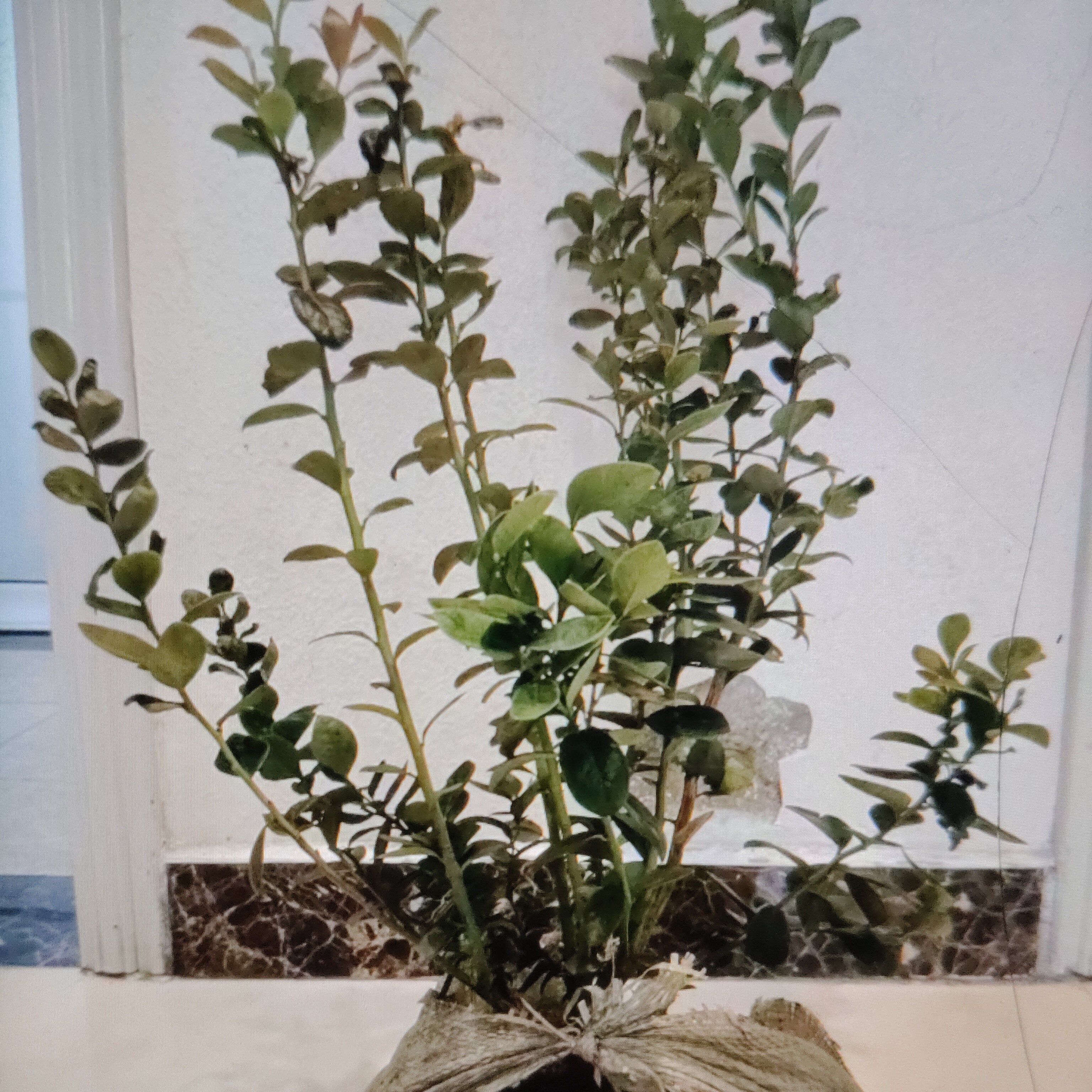 一年地栽苗博雾，绿宝石，花香25，L29