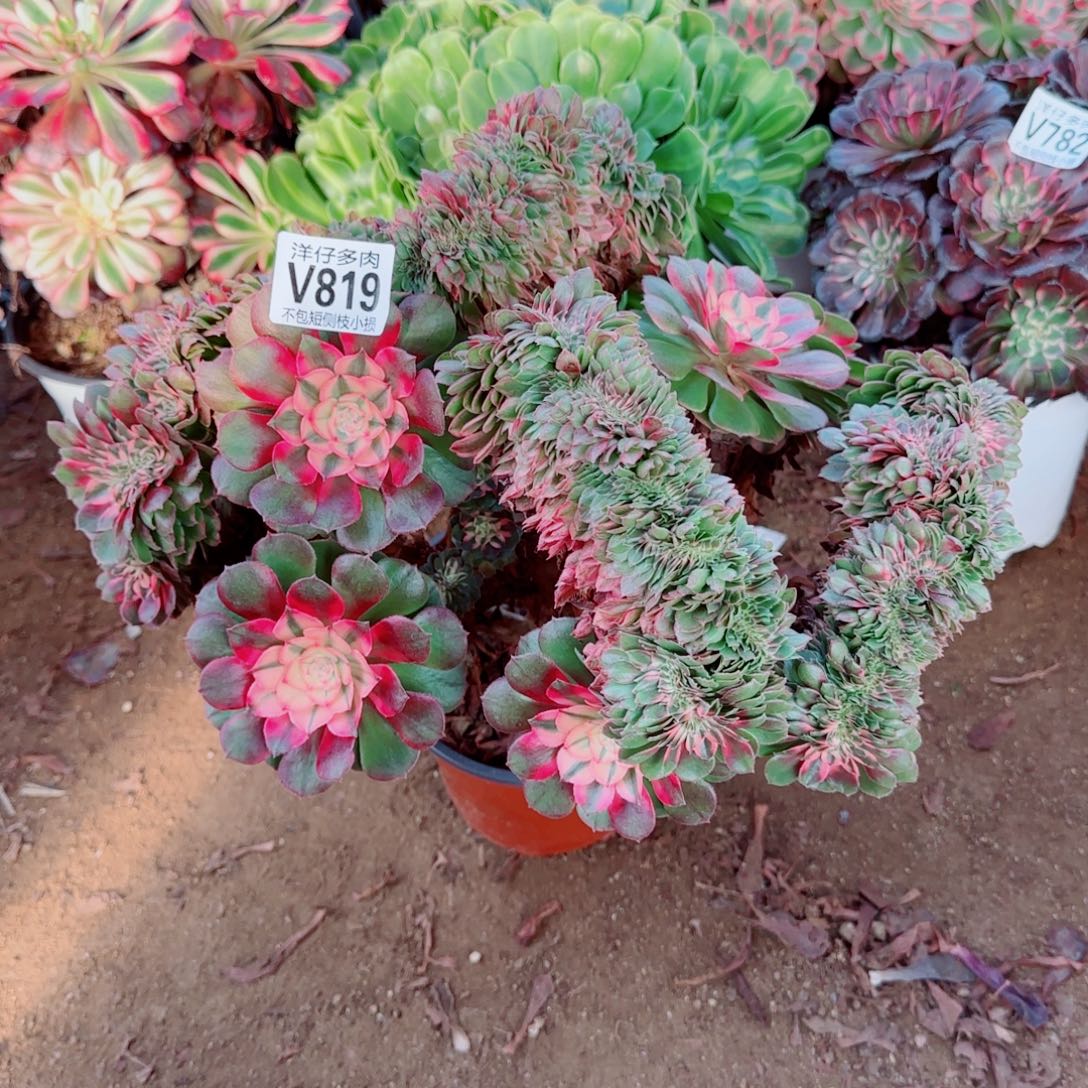 荔枝缀化819冠幅32