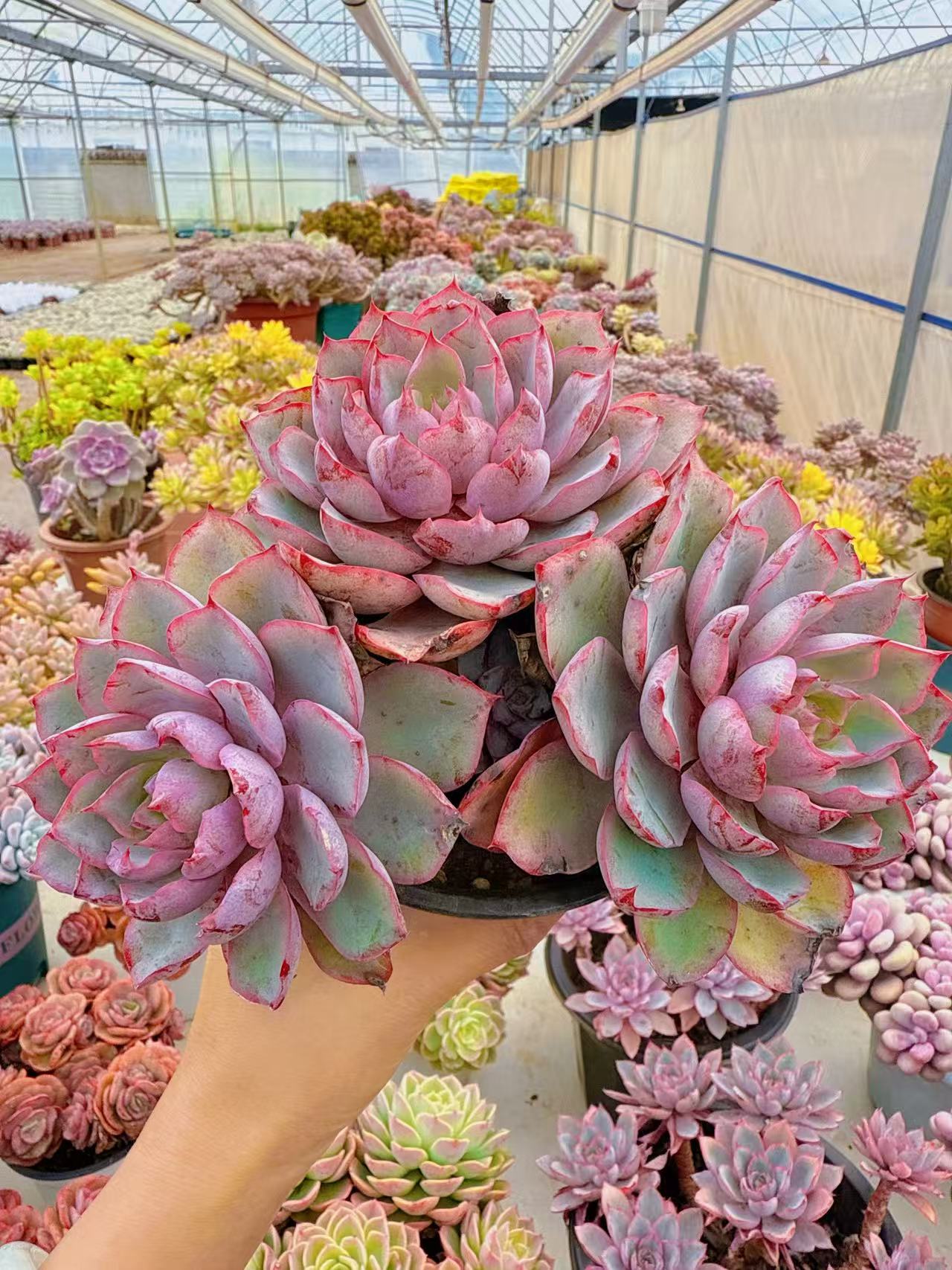 【3头起老桩赫拉】脱土发货    阳台好养盆栽露养老桩多肉