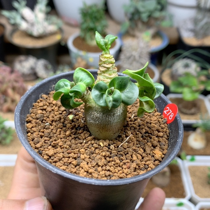 羊角沙漠玫瑰带盆278