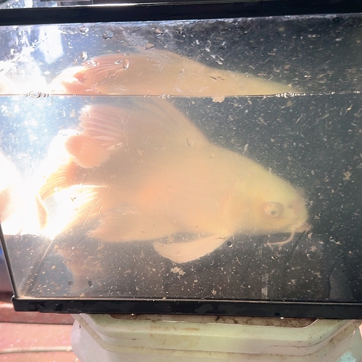 海水鱼蝴蝶鲤包邮40