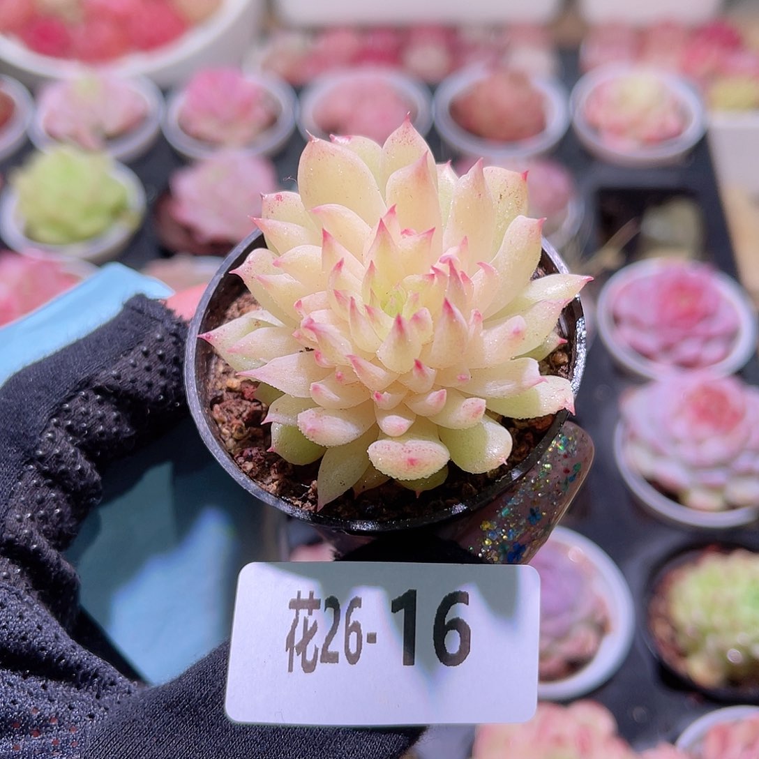 花利美26-16新麦秆