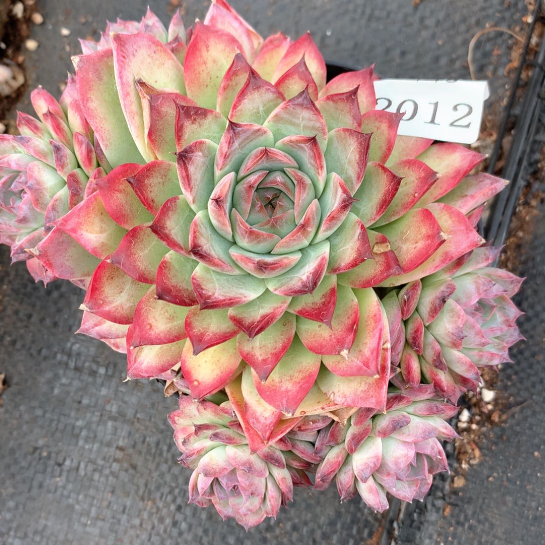 张*然2012杂交多肉植物基地