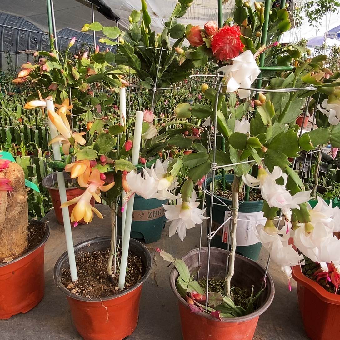 绒****完全开放叶仙嫁接一物一拍