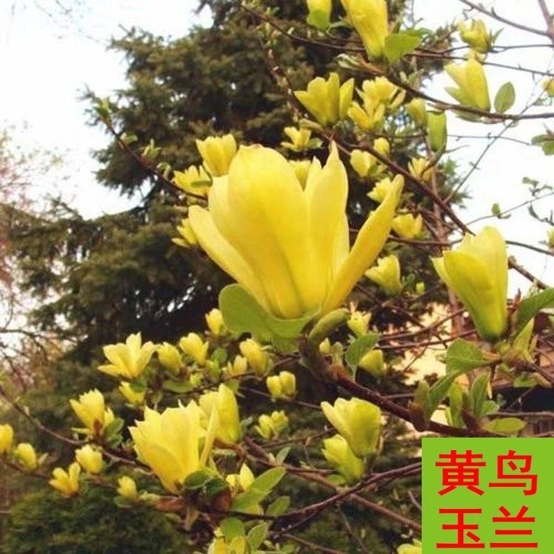 新品种玉兰三季开花
