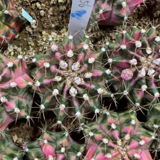 156-0121泰国发货粉钻多肉