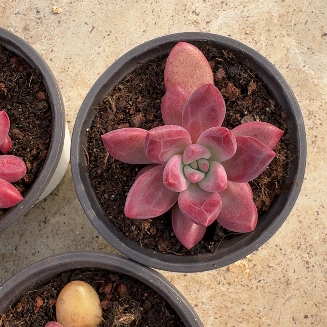 知音 单头 一物一拍