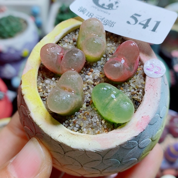 生石花花花花花花花花541