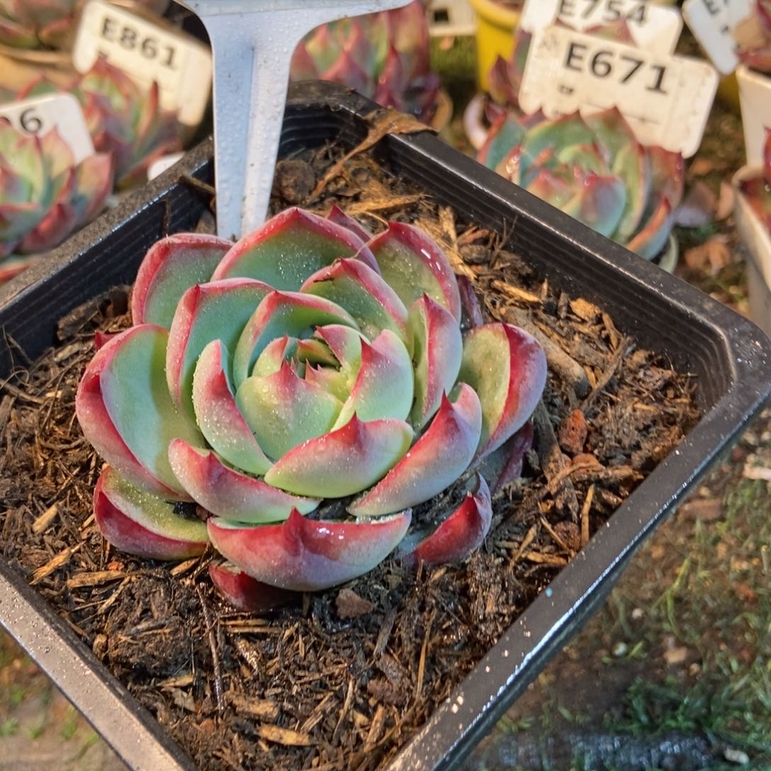 惊鸿一瞥724号多肉植物