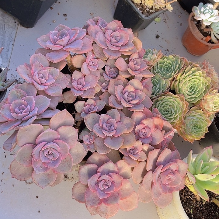 彩虹糖14227多肉植物