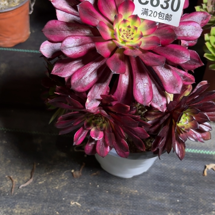 瑞妈一物一拍630