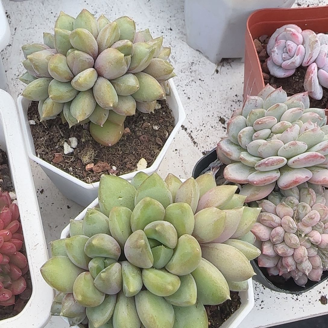 青蛙王子儿童牙膏11