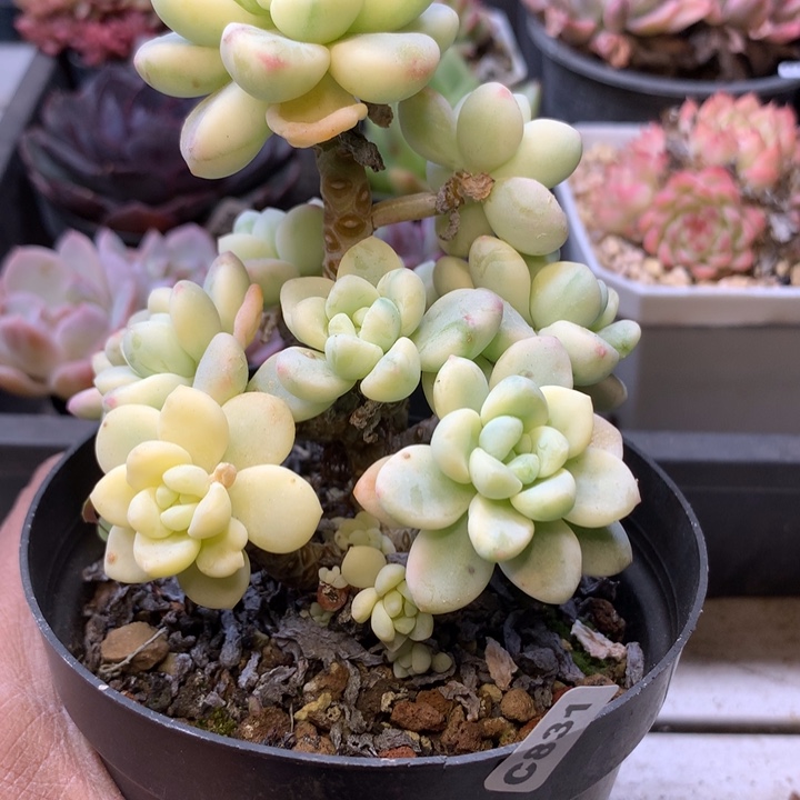 劳尔锦群生直立脱土