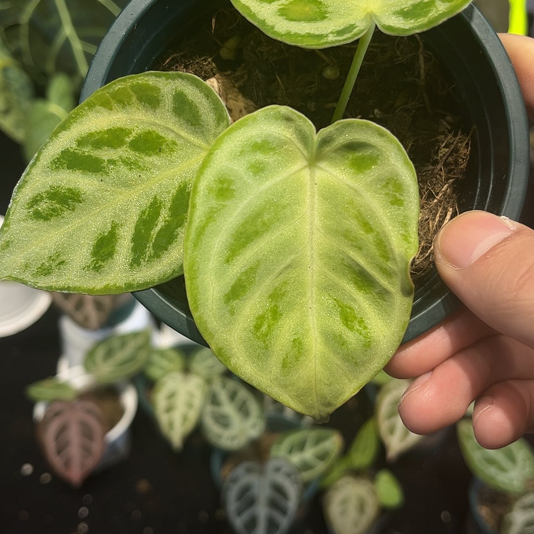 不开花植物印尼铜锣烧