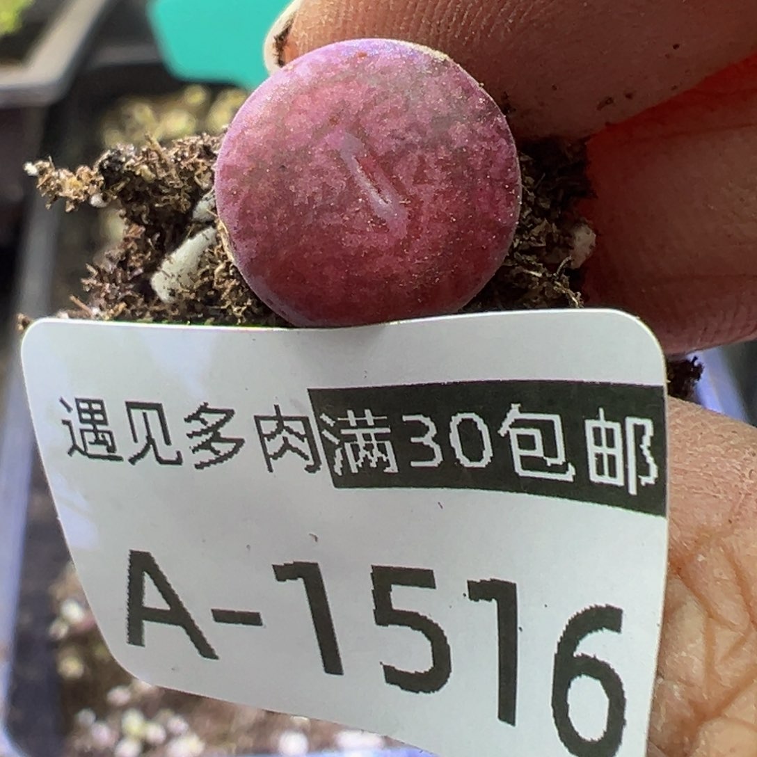 多肉植物111111111111111