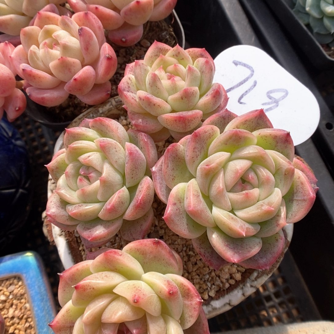 糖心珍妮群生可拍719号