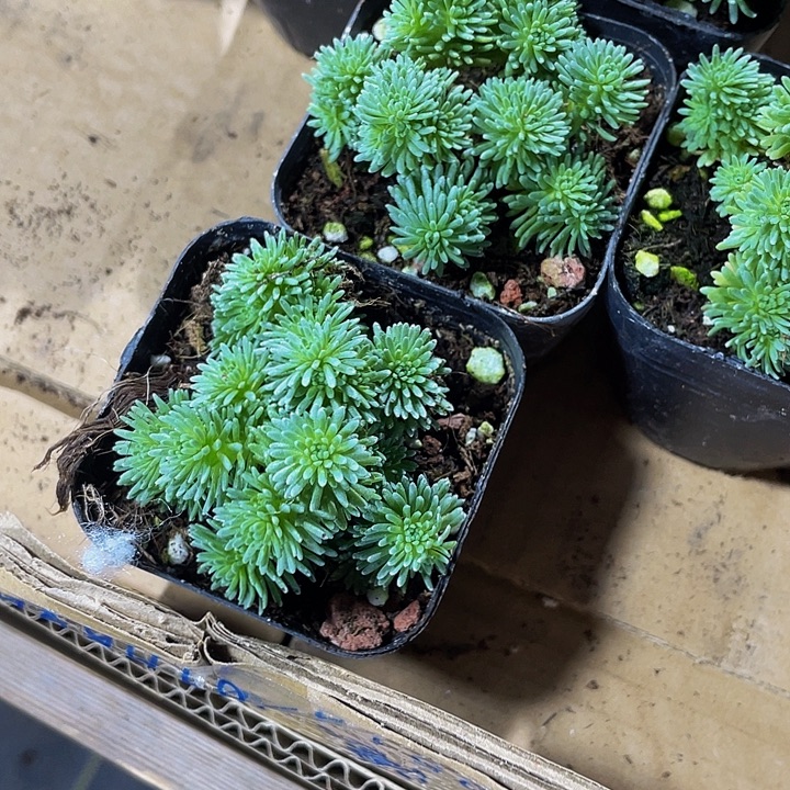 球松5.8带盆土发货