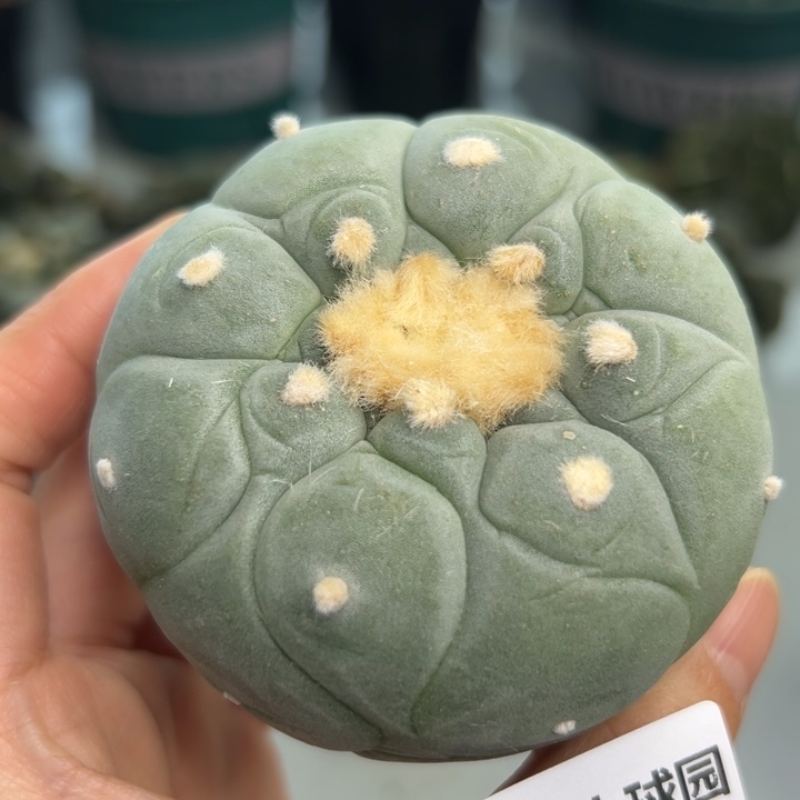 813 可帮发根可发货