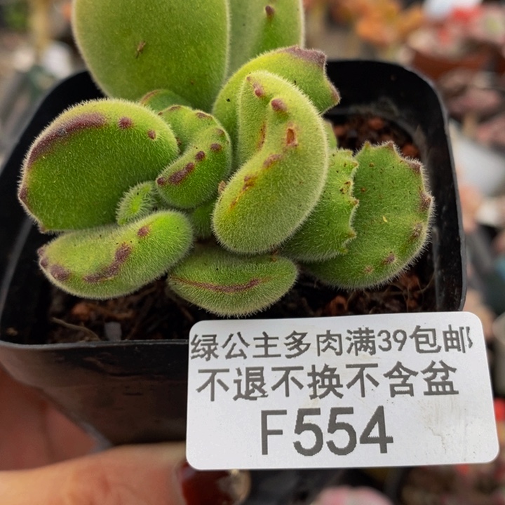 熊爪5cm554多肉植物