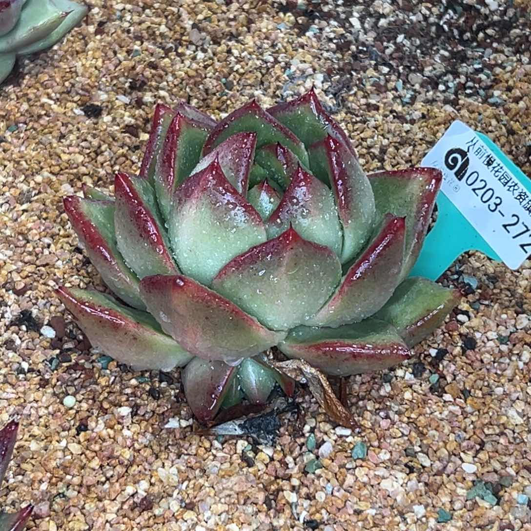 多肉一物一拍0203-272