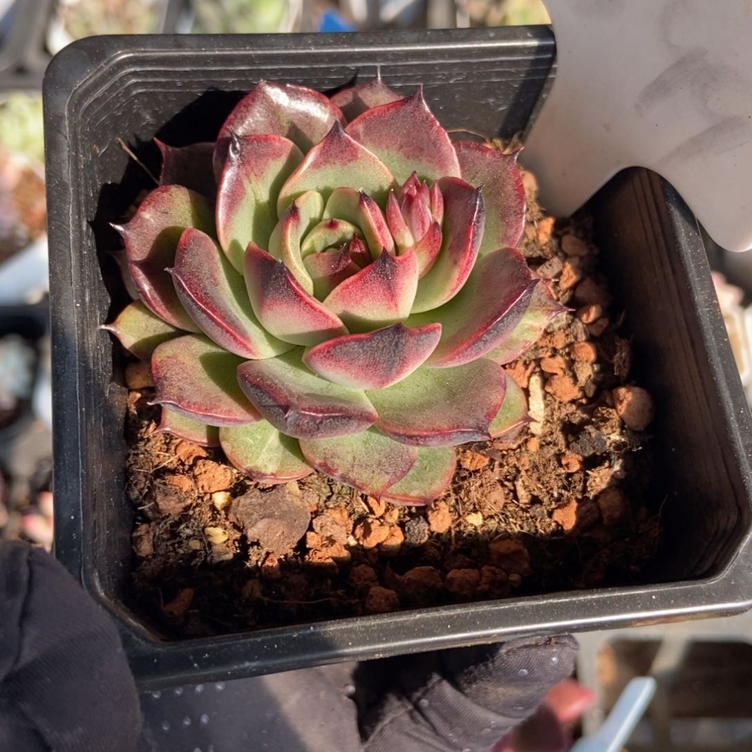 599干果珍妮多肉植物保护