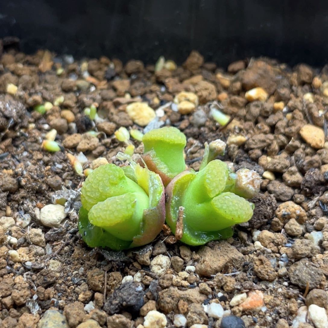 多肉3头优选磁铁一棵特