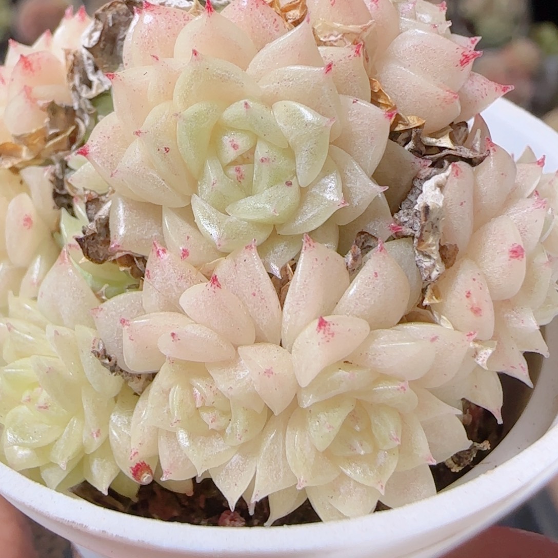 花语多肉1211-07散