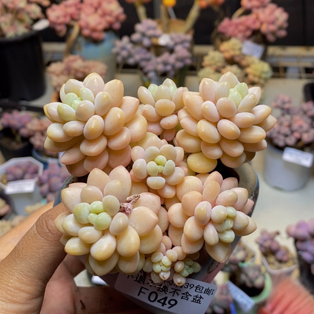 049洛可可多肉轻微掉叶