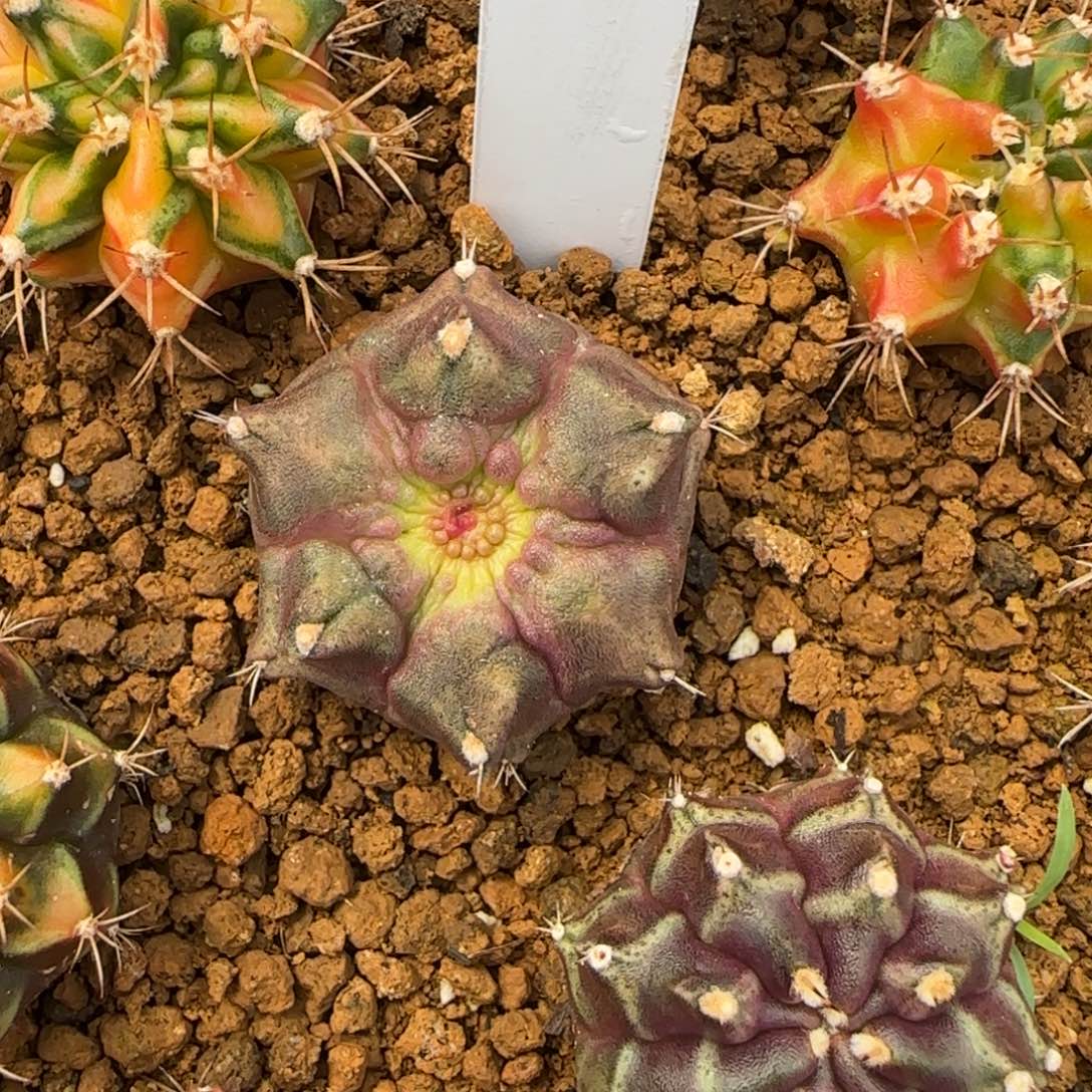 197-0116泰国发货多肉