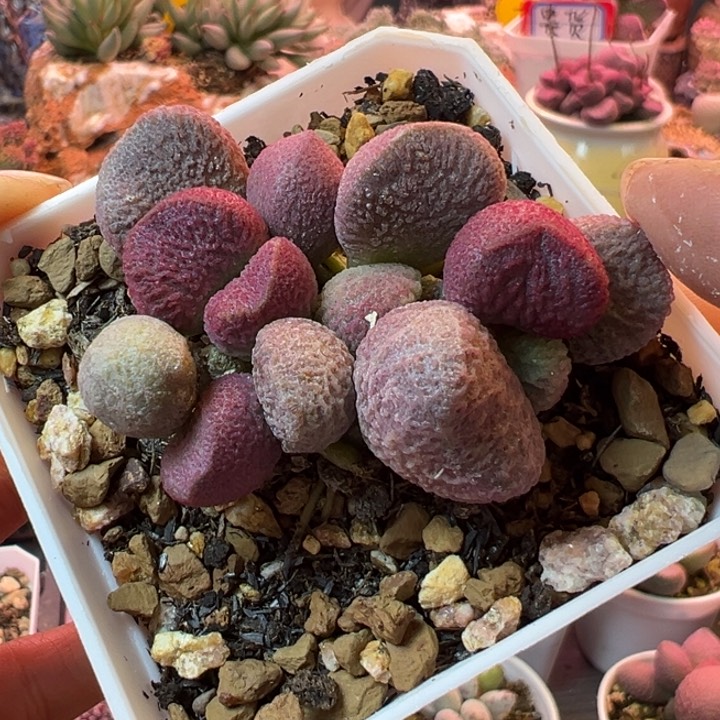 感谢支持恭喜发财