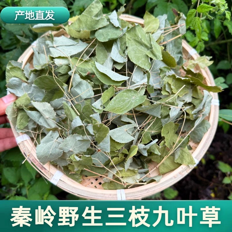 秦岭野生小圆叶非种植三枝九叶草泡水煮茶