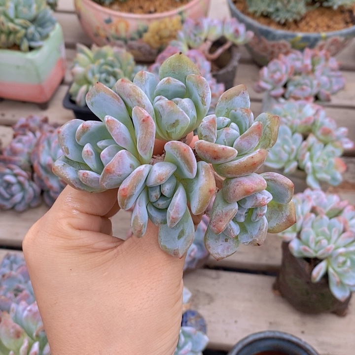 5头石榴紫11111111