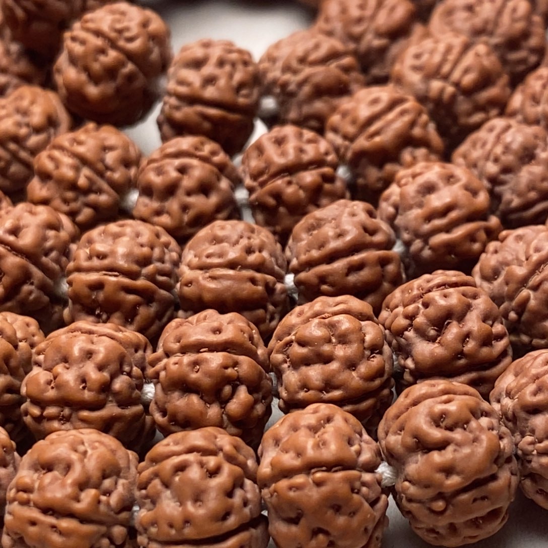 简***单菩提籽类老树王长串