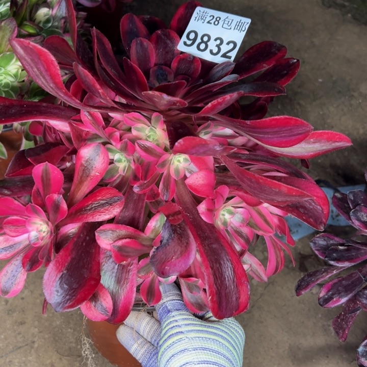 9832美杜莎多肉植物