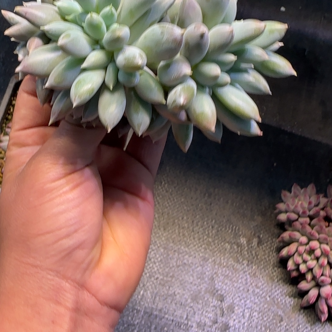 两***点哥特多肉植物一物一拍