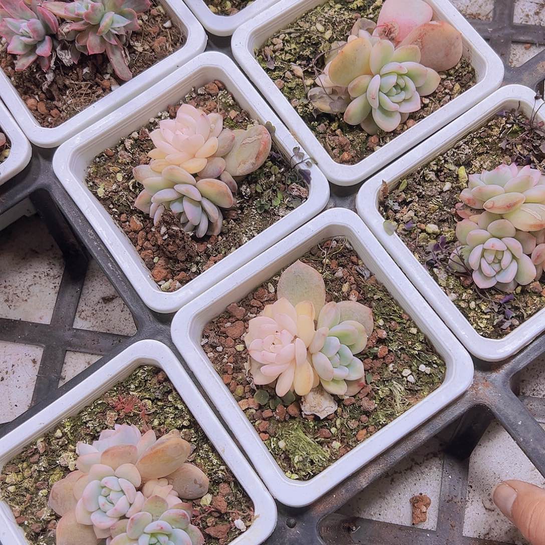 梦露锦19包邮多肉植物