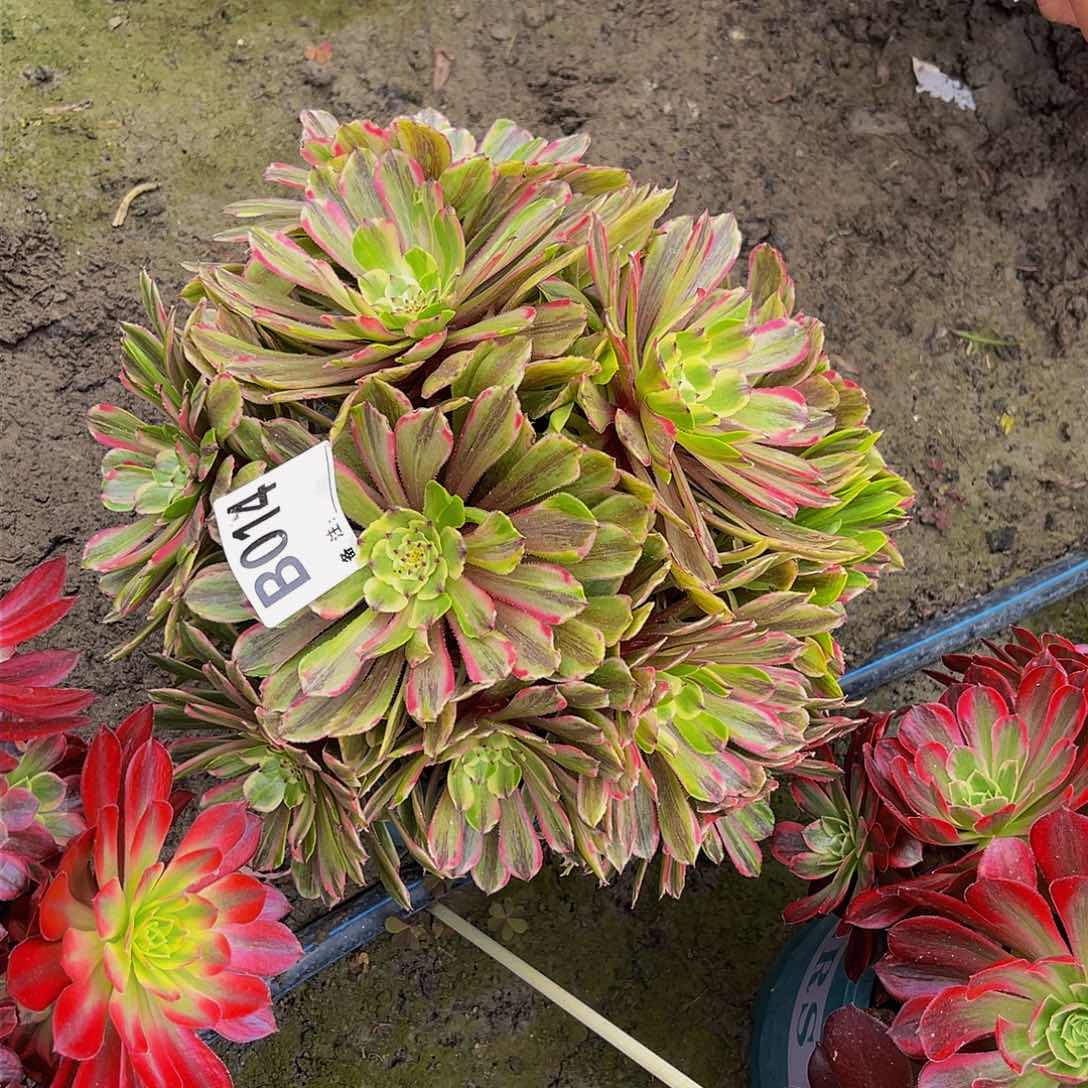 粉黛14-47包邮法师