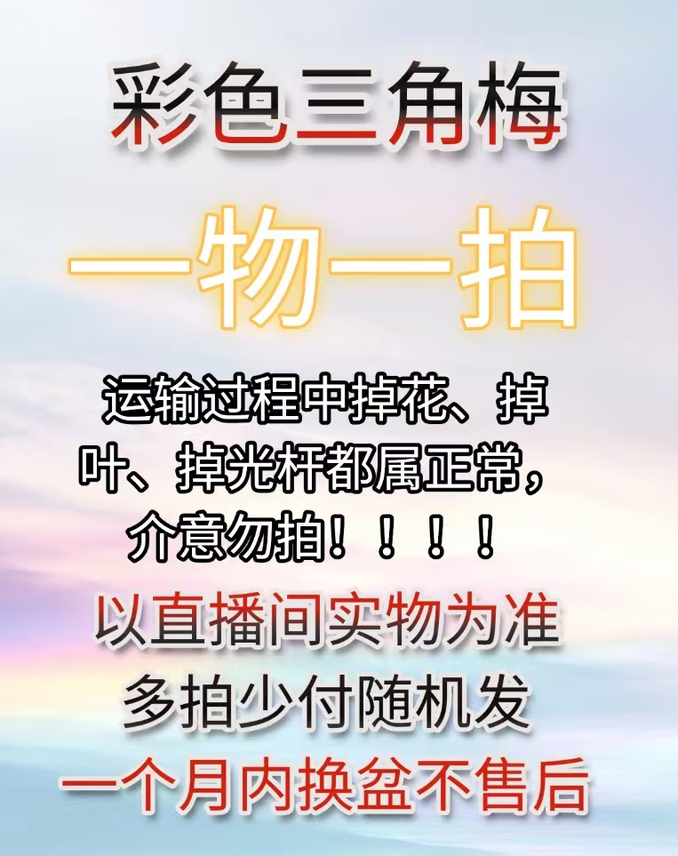 11彩色三角梅基地直发一物一拍