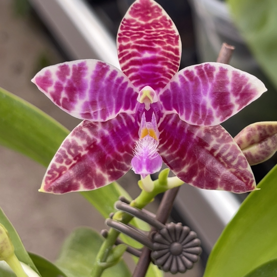 完全开放SWR红路德-665