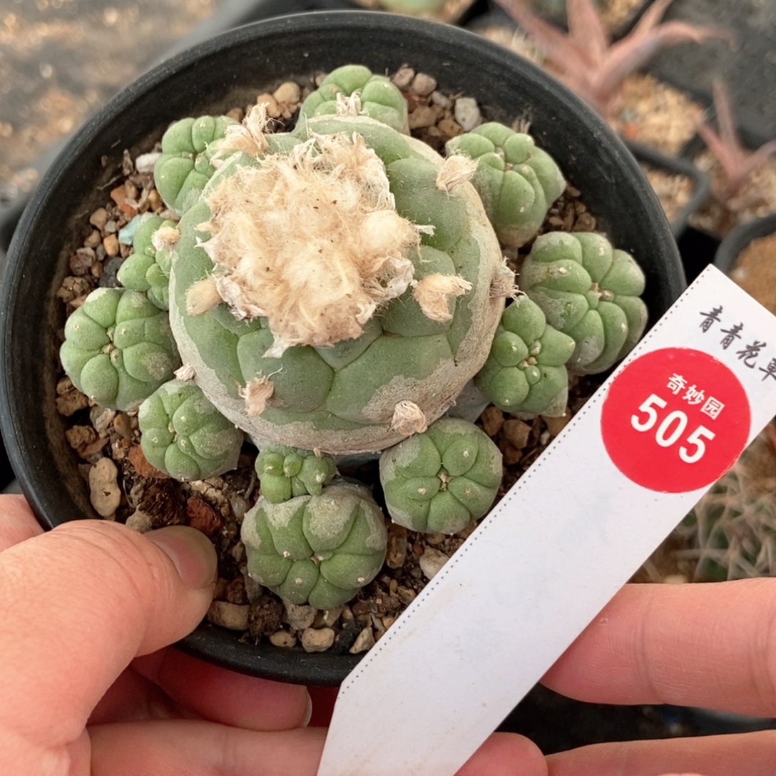 自根大尤海鲜群一颗仙人球