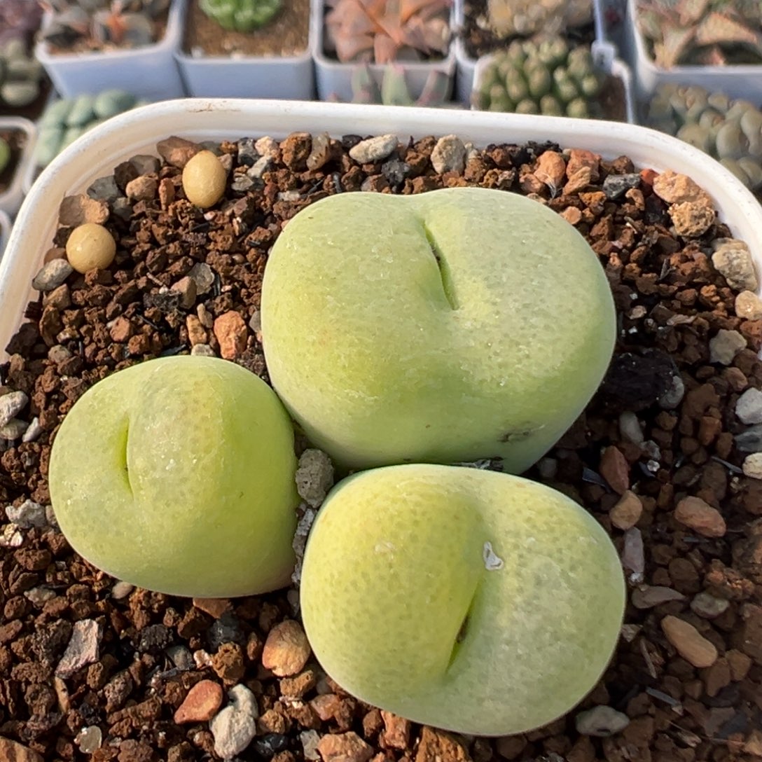 23多肉植物百科植物