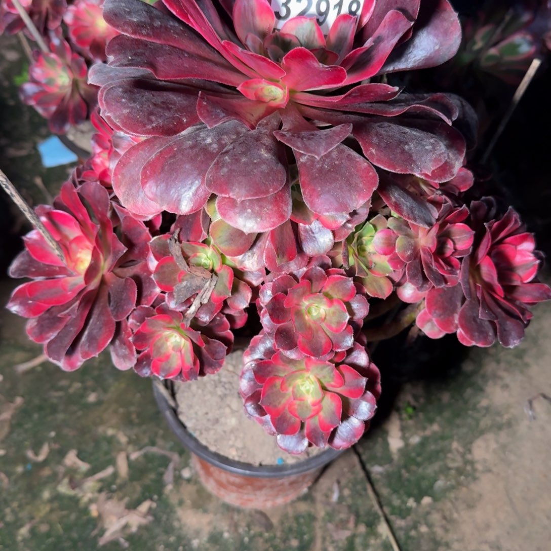 32918美杜莎杆歪不包断枝