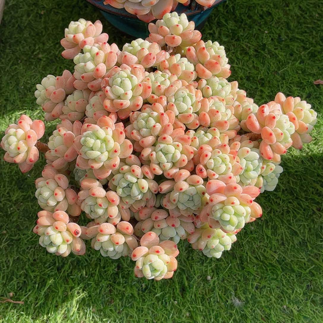 韩版樱花罗琦多肉